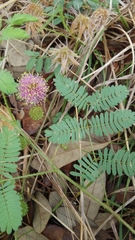 Mimosa microphylla