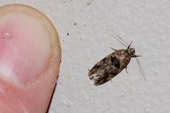 Barea melanodelta