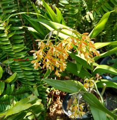 Epidendrum polyanthum