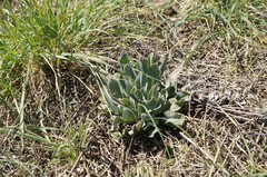 Cynoglossum creticum