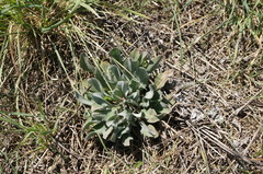 Cynoglossum creticum