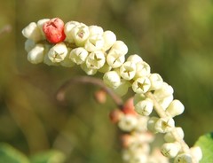 Varronia schomburgkii