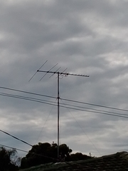 Rhipidura leucophrys