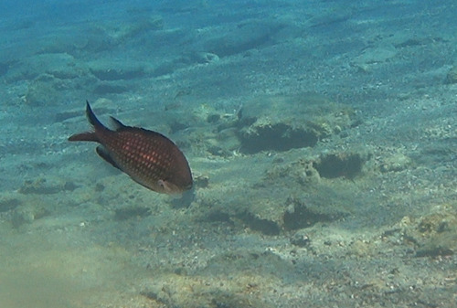 Damsel fish (Chromis chromis) — Pomacentridae — 5