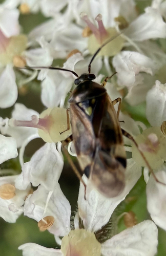Orthops basalis