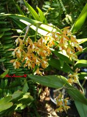 Epidendrum polyanthum