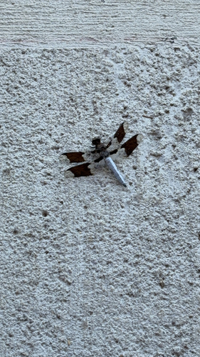Common Whitetail