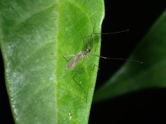 Chioneinae