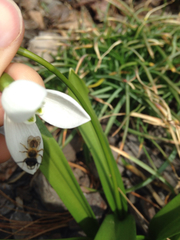 Andrena milwaukeensis