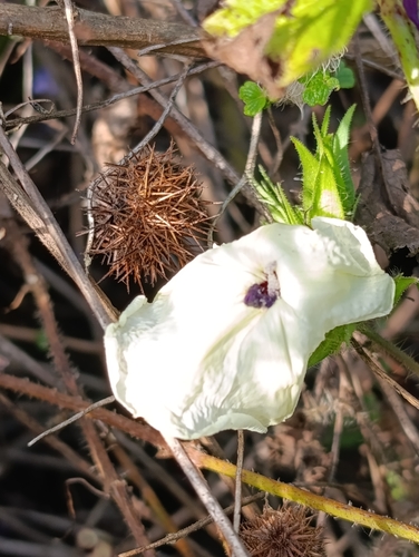 Distimake cissoides observed 2026-07-18