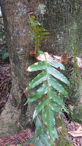 Aglaomorpha coronans iNat (1)