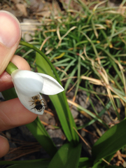 Andrena milwaukeensis