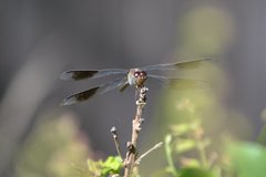 Erythrodiplax umbrata