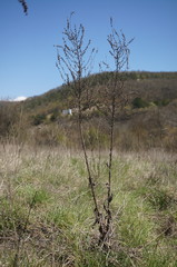 Verbascum pyramidatum