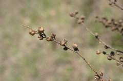 Verbascum pyramidatum