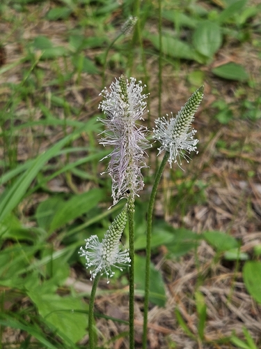 Hoary Plantain