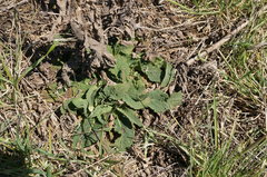 Verbascum pyramidatum