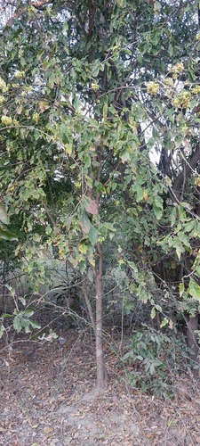 Zambezi Honeysuckle-Tree