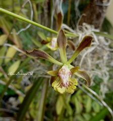Encyclia rodolfoi