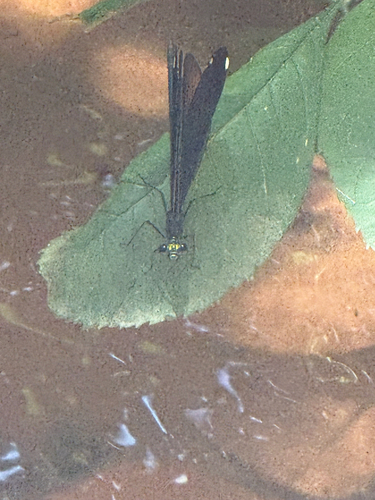 Ebony Jewelwing