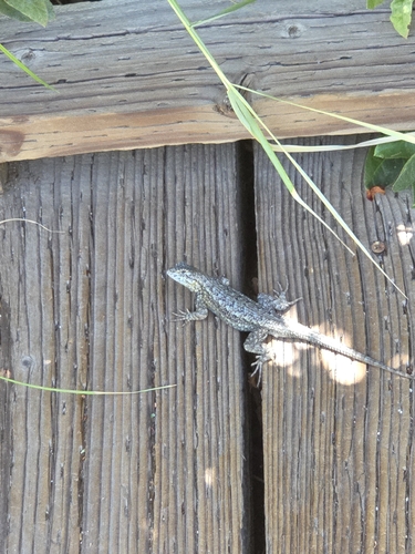 iNaturalist observation photo of Spiny Lizards