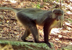 Cercopithecus mitis labiatus