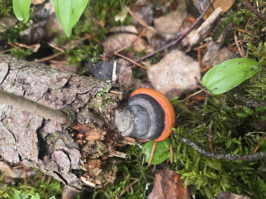 Northern Red Belt · July 2026 · photo: Photo: no rights reserved · iNaturalist