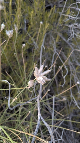 Genista umbellata, photograph 3