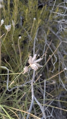 (c) frangp, some rights reserved (CC BY) Genista umbellata, photograph (c) frangp, some rights reserved (CC BY)