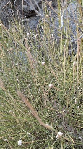 Genista umbellata, photograph 4