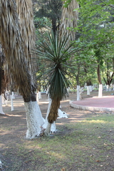 Yucca filifera