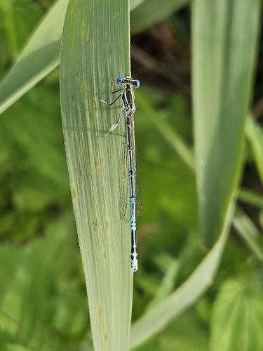 Blue Featherleg