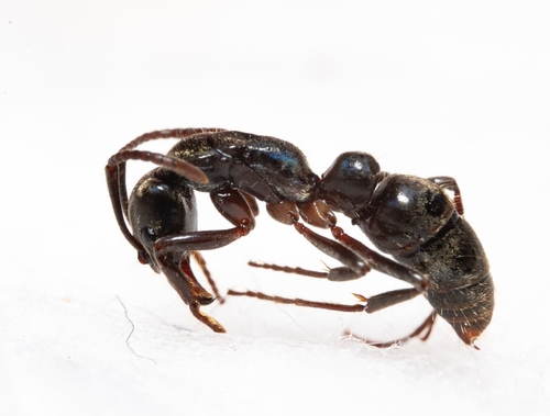 Neoponera fiebrigiNeoponera fiebrigi