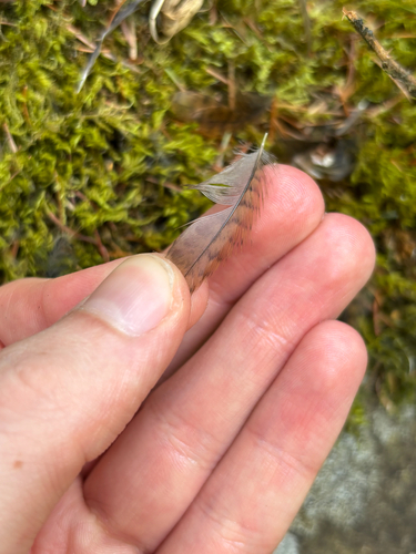 Plume de Troglodyte mignon