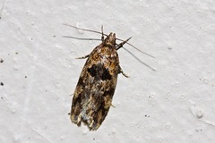 Barea melanodelta