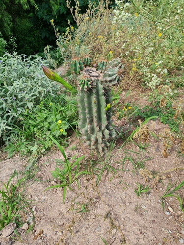 Stenocereus queretaroensis