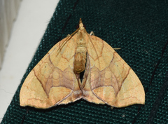 Eulithis gracilineata