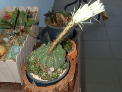 Echinopsis subdenudata