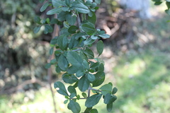 Condalia velutina