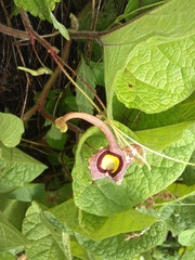Aristolochia foetida