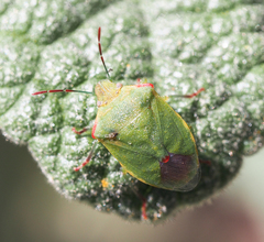 Thyanta pallidovirens