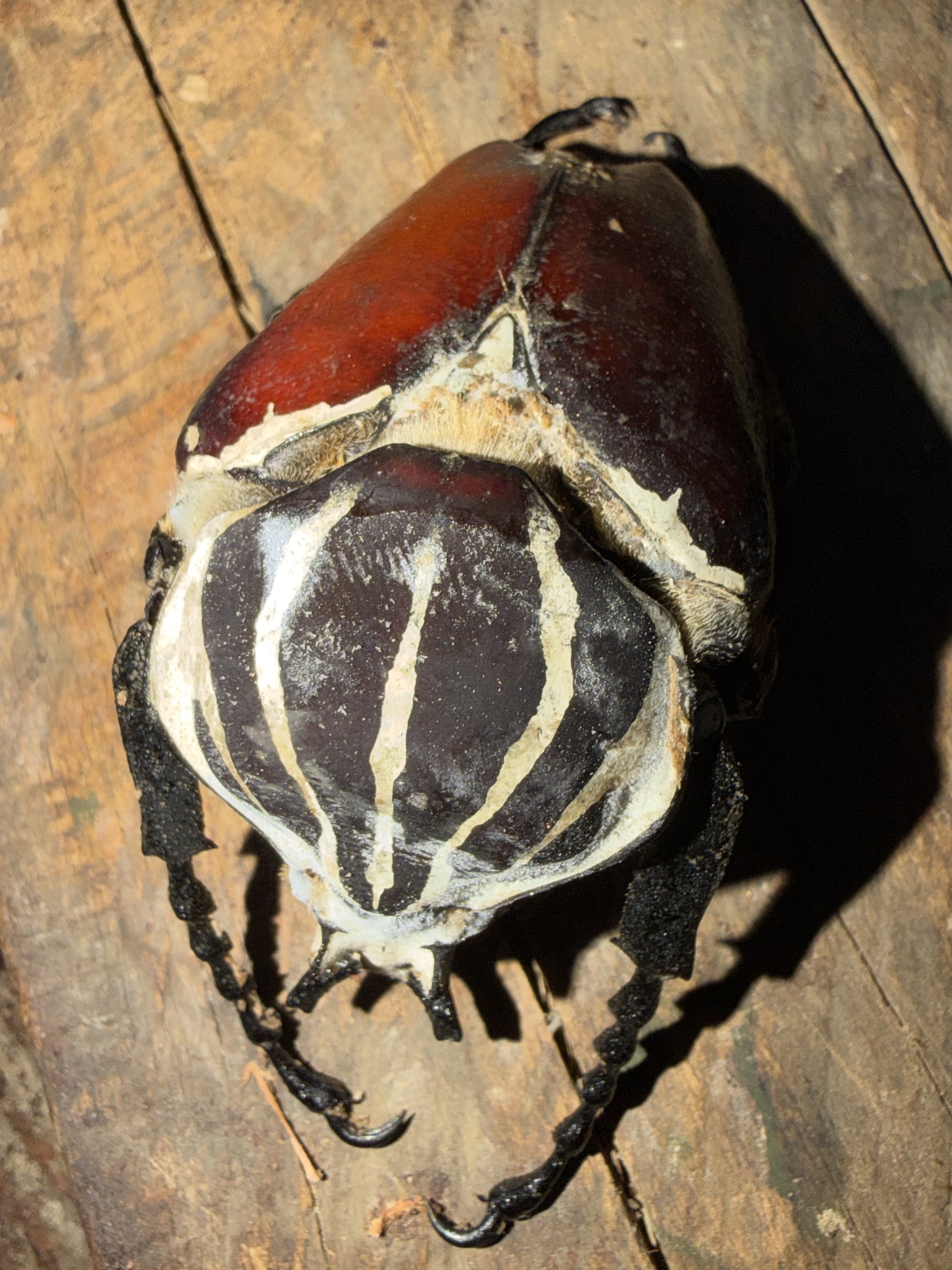 Goliathus goliatus