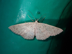 Cosymbiini