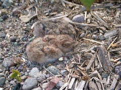 Chordeiles acutipennis