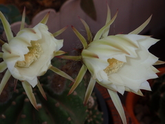 Echinopsis subdenudata