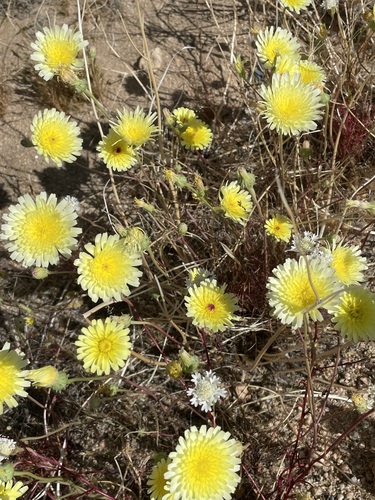 Malacothrix glabrata