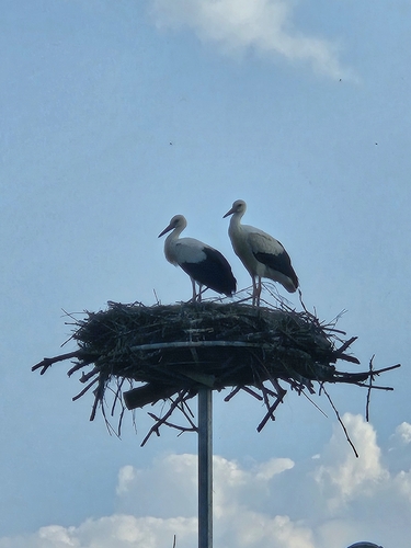 White Stork