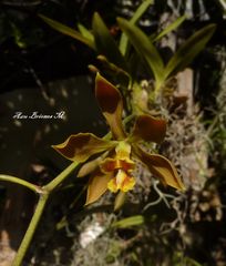 Encyclia diota