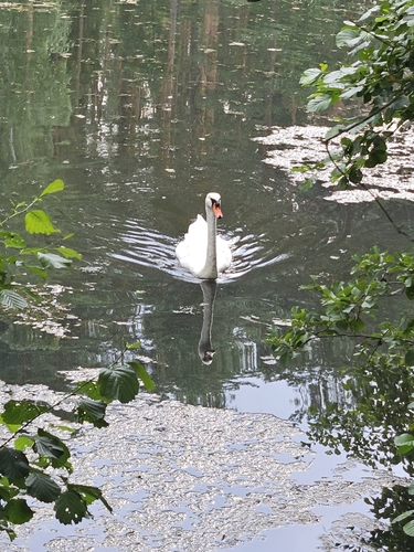 Mute Swan