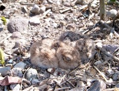 Chordeiles acutipennis